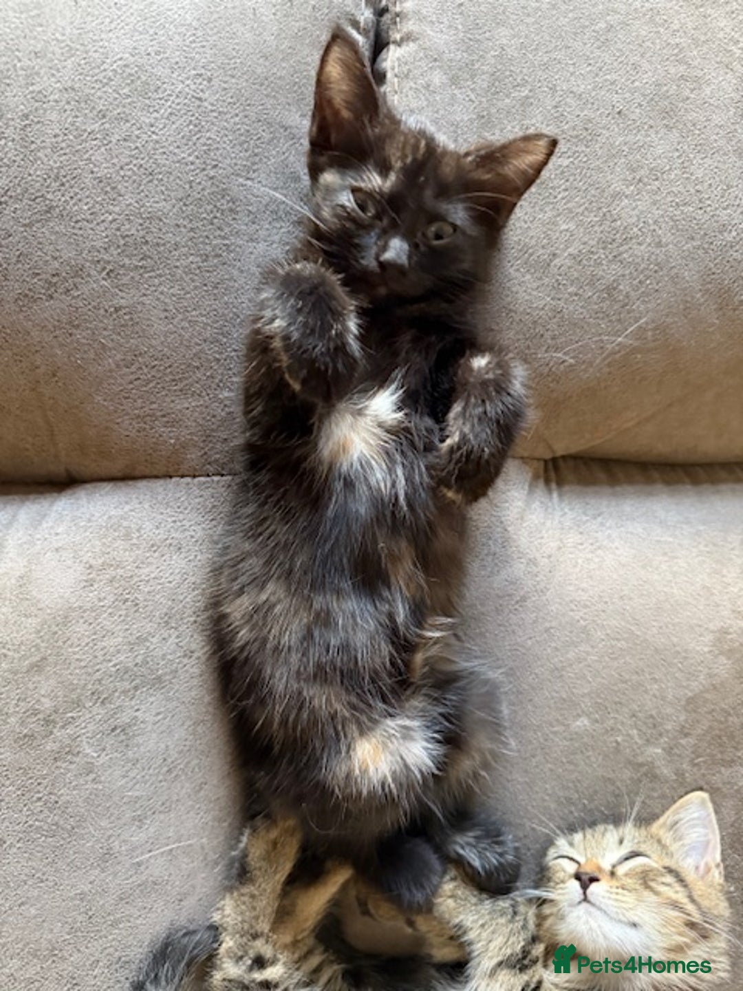 Bengal cats for sale: Gorgeous Bengal / Persian X kittens - Image 21
