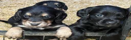 Cocker Spaniel dogs for sale: Stunning Cocker Spaniels Fully Health Tested - Advert 4