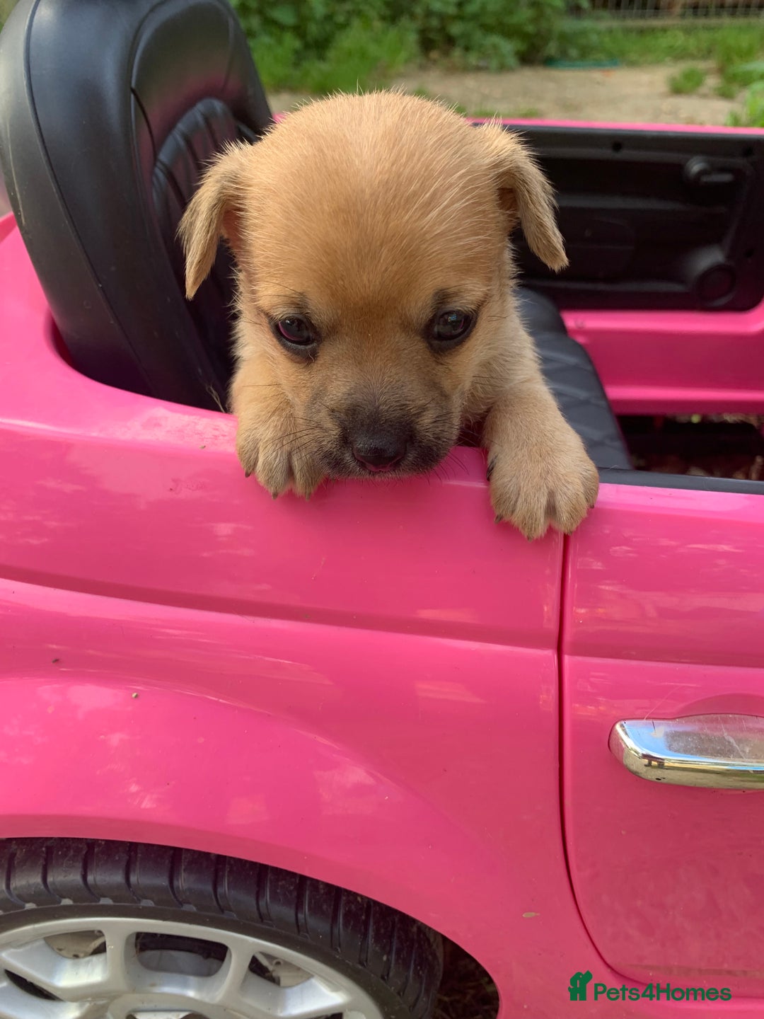 Mixed Breed dogs for sale: Stunning chihuahua x puppys - Image 12