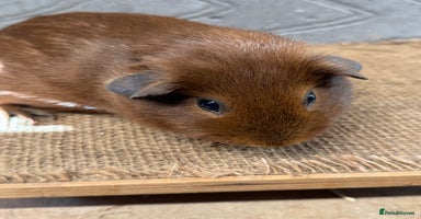 Guinea Pig rodents - Advert 14