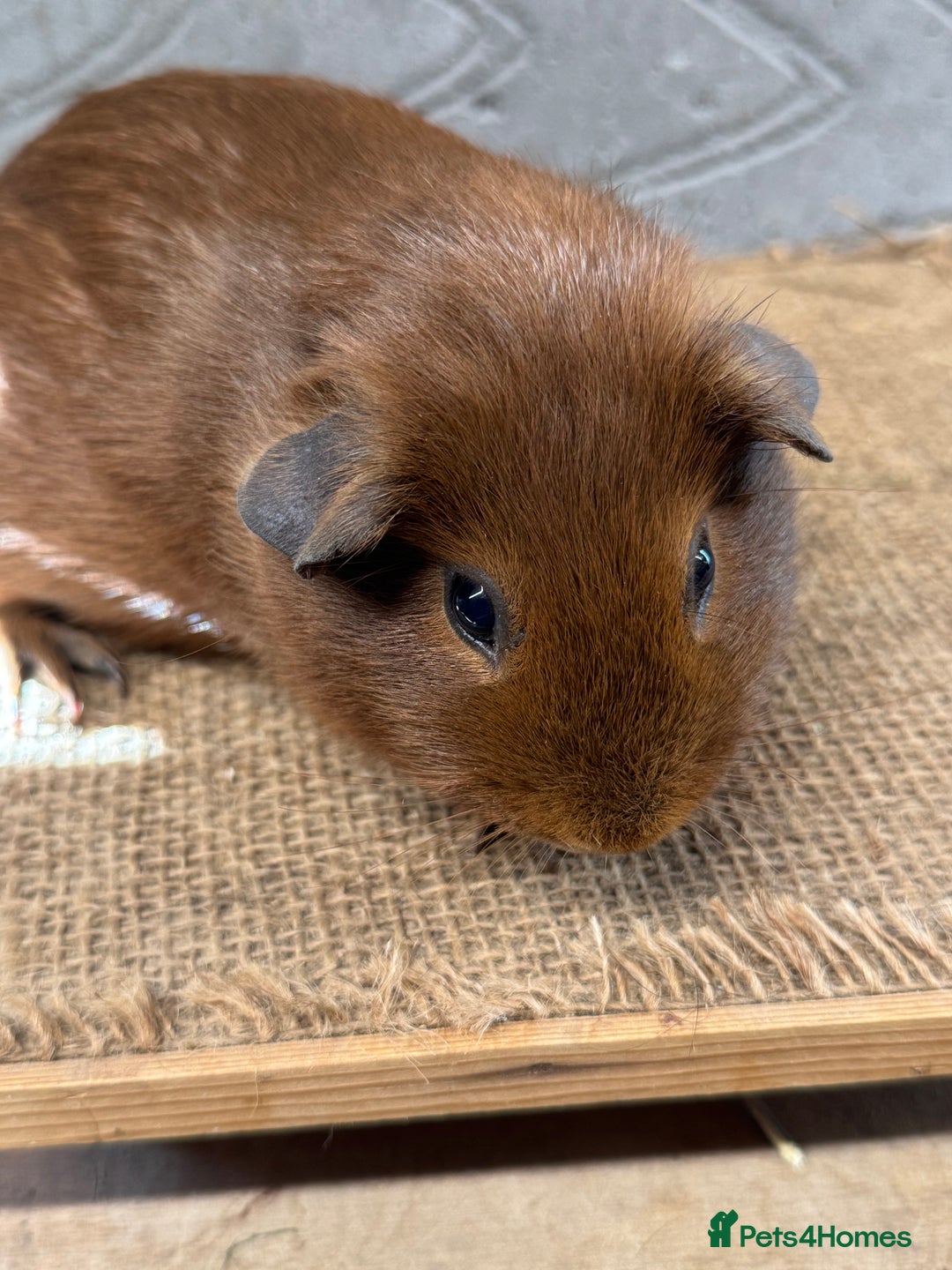 Guinea Pig rodents for sale: Young male & female guinea pigs for sale - Image 2