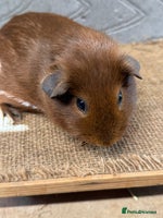 Guinea Pig rodents - Advert 5
