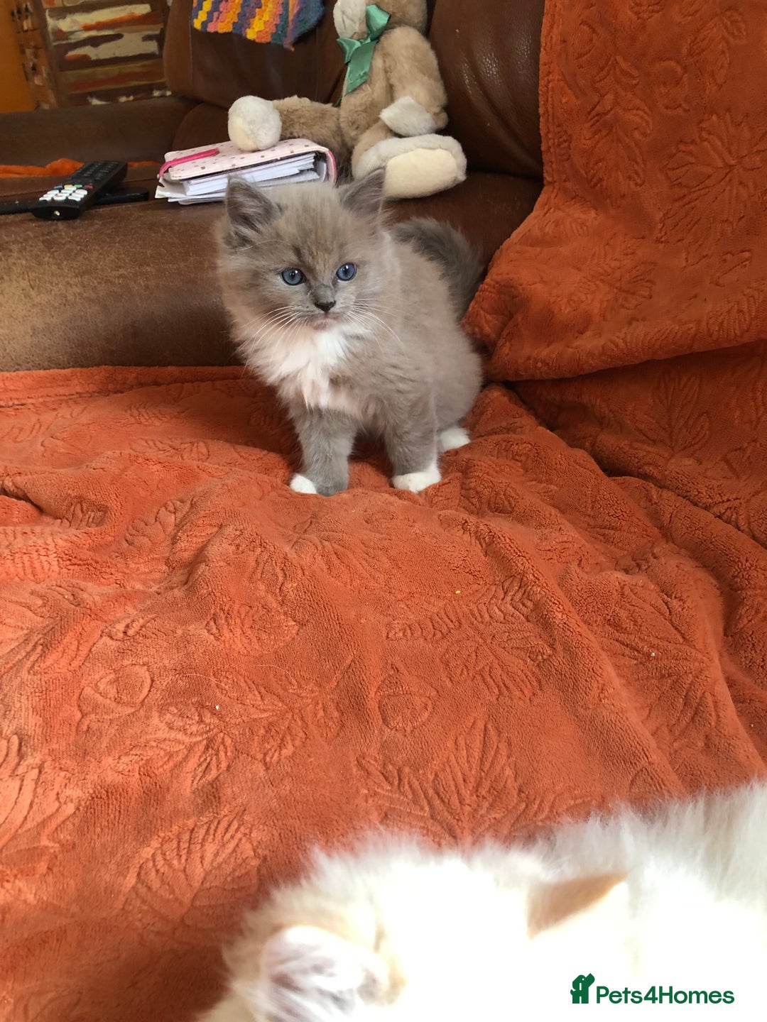 Ragdoll cats for sale: Tica reg Cherubim Ragdoll bonded siblings. Male.  - Advert 12