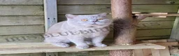 British Shorthair cats for sale: GCCF Registered British Shorthair Kittens  - Advert 15