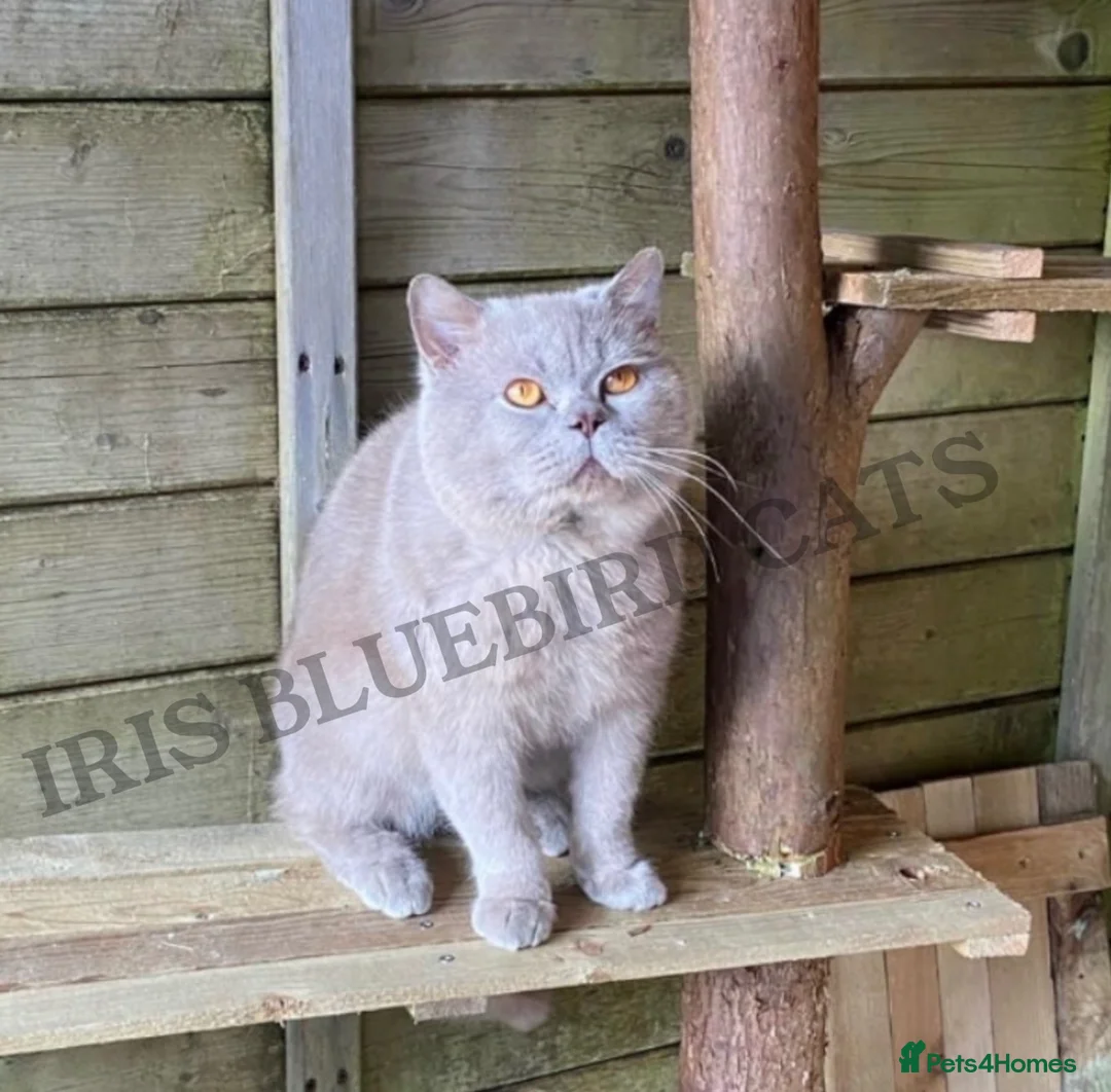 British Shorthair cats for sale: GCCF Registered British Shorthair Kittens  - Advert 15
