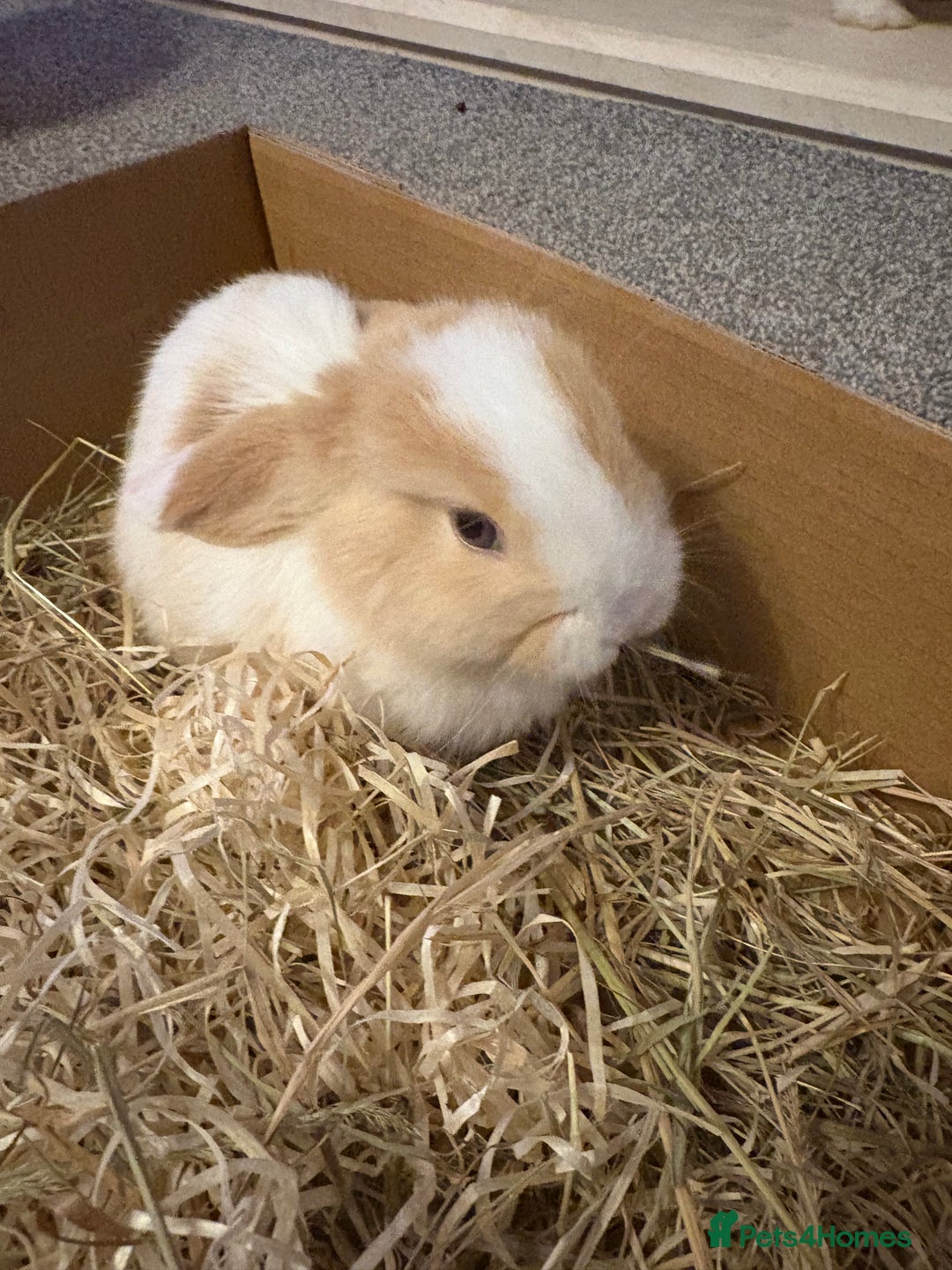 Mini Lop rabbits for sale: Adorable Baby Mini Lop Bunnies - Advert 3