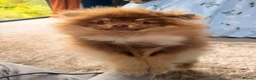 Pomeranian dogs for sale: Stunning chocolate and Tan Male Pomeranian  - Advert 7