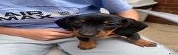 Dachshund dogs for sale: Dachund for sale poringland norwich - Advert 3
