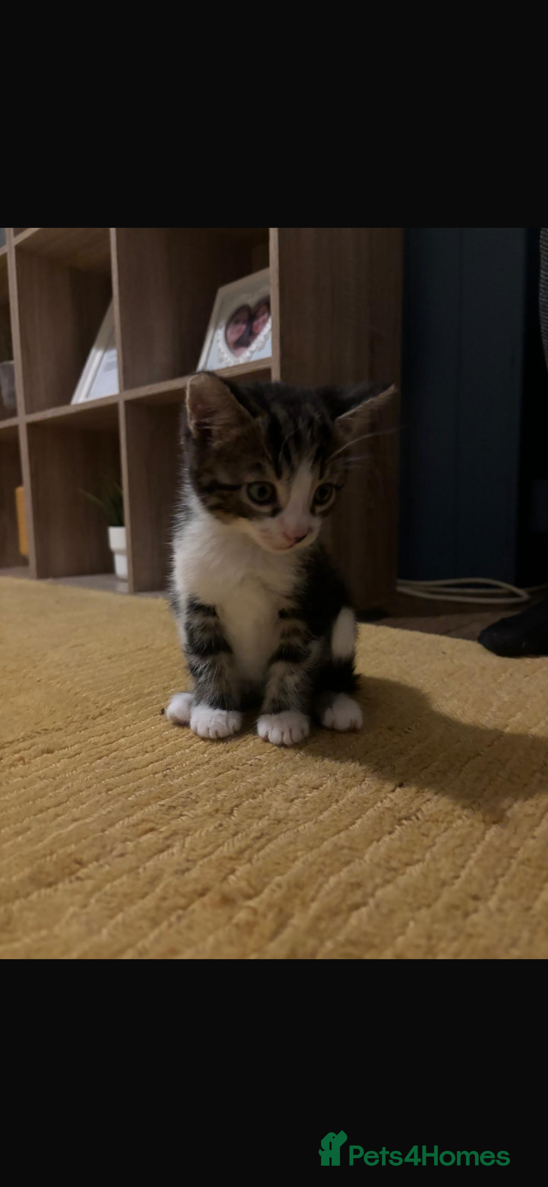 Mixed Breed cats for sale: Kittens for sale - Advert 11