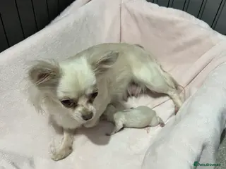 Chihuahua dogs Beautiful pure white long haired boy - Advert 2