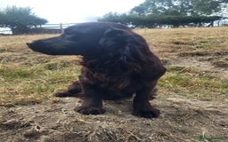 Cocker Spaniel dogs for sale: Male cocker dog kc reg  - Image 4