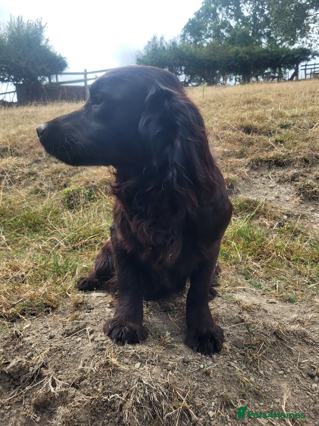 Cocker Spaniel dogs for sale: Male cocker dog kc reg  - Image 4