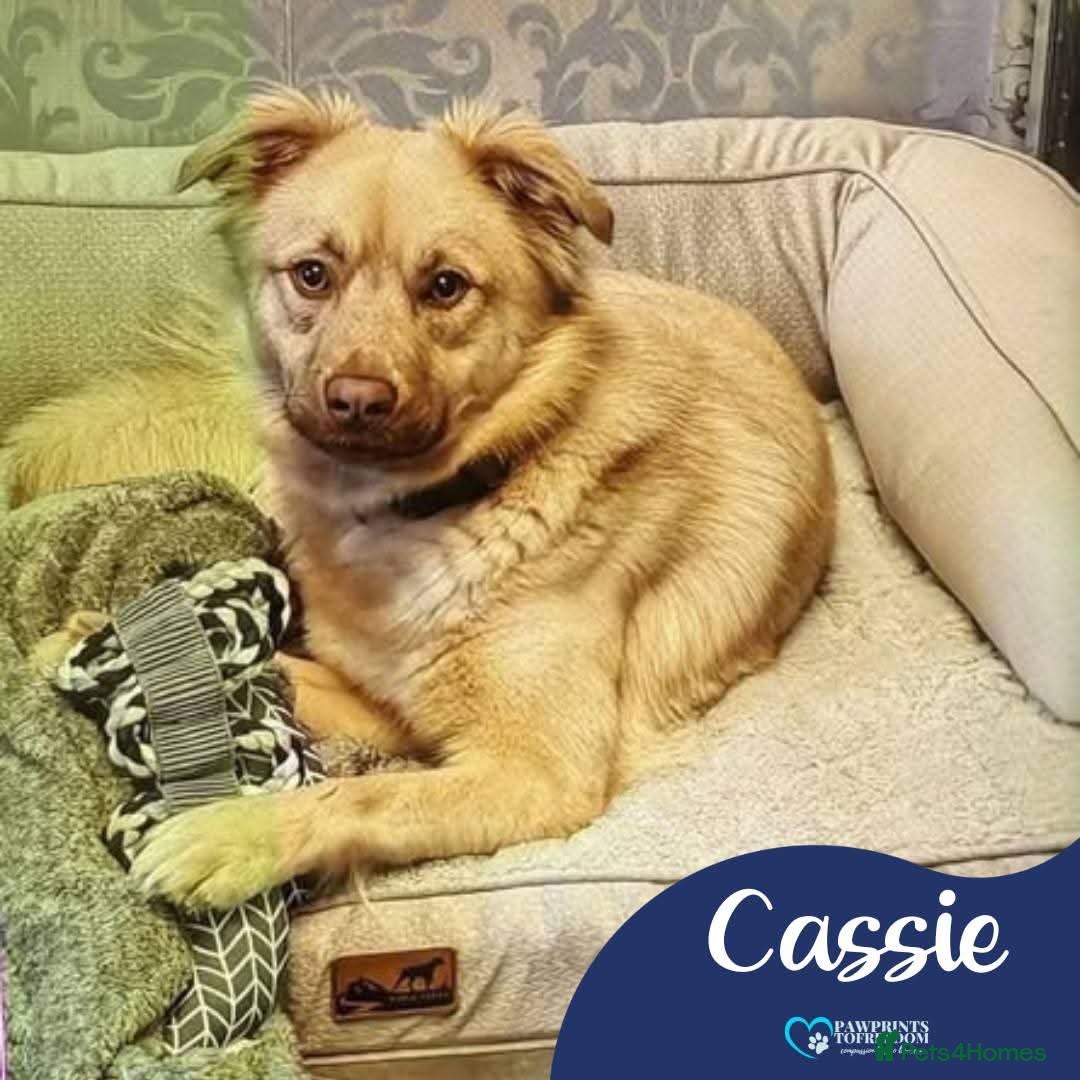 Mixed Breed dogs for adoption: Meet Cassie, currently residing in Surrey - Advert 1