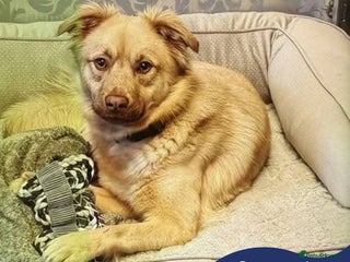 Mixed Breed dogs Meet Cassie, currently residing in Surrey - Advert 1