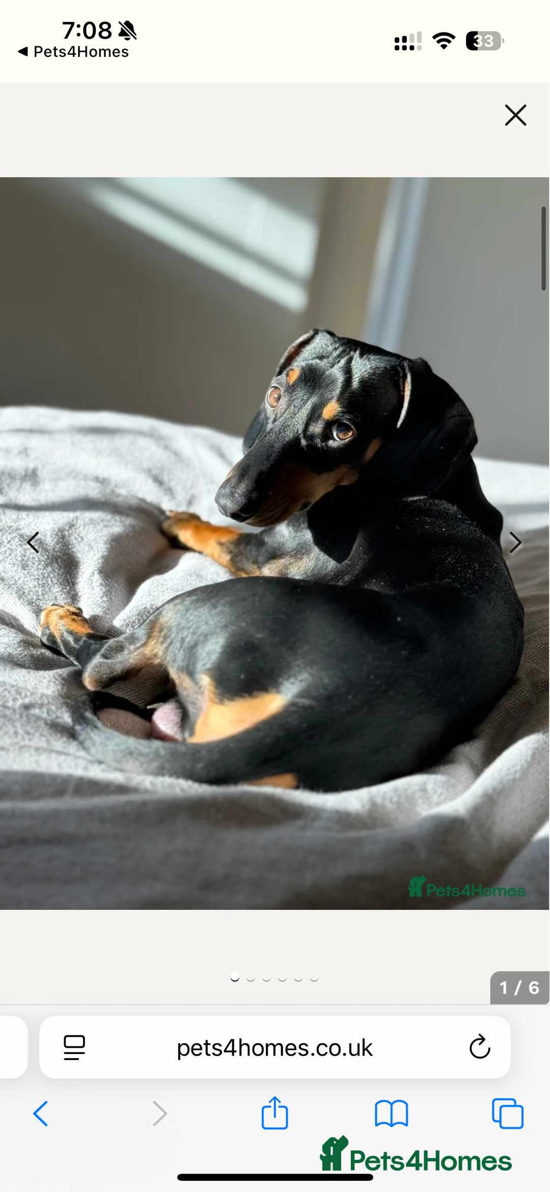 Dachshund dogs for sale: Adorable Dacshund Needs New Home - Image 1