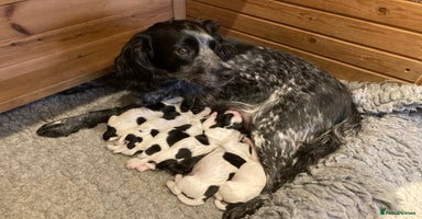 Cocker Spaniel dogs - Advert 13