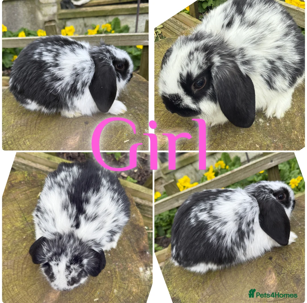 Mini Lop rabbits for sale: Beautiful Baby Mini Lop Rabbits For Sale 8 Weeks  - Advert 1