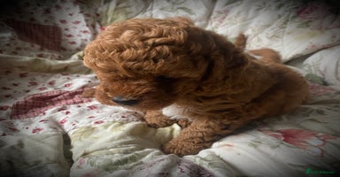 Cockapoo dogs - Advert 3