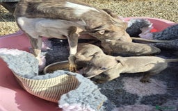 Whippet dogs for sale: Gorgeous litter of whippet puppies - Image 7