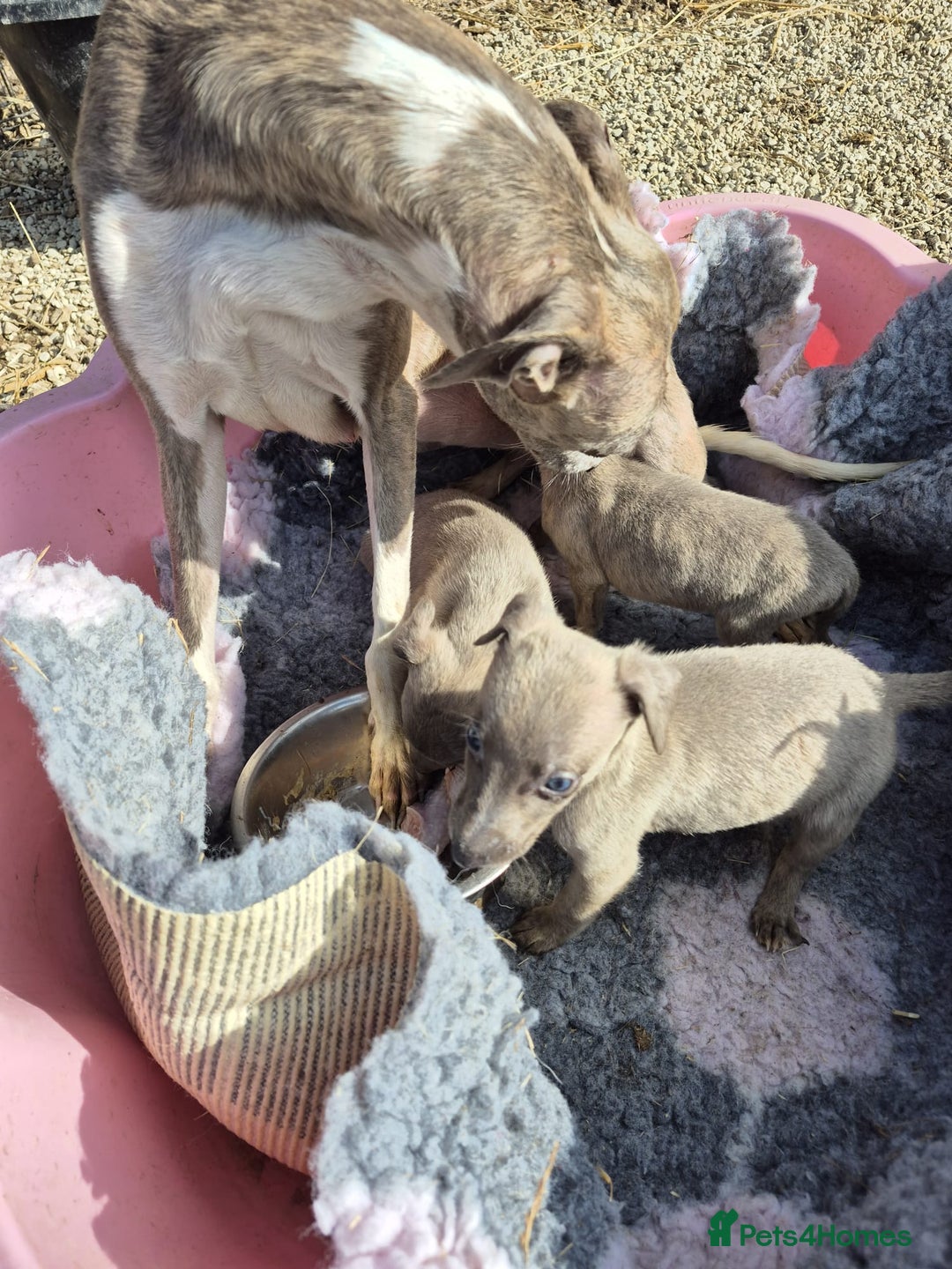 Whippet dogs for sale: Gorgeous litter of whippet puppies - Image 7