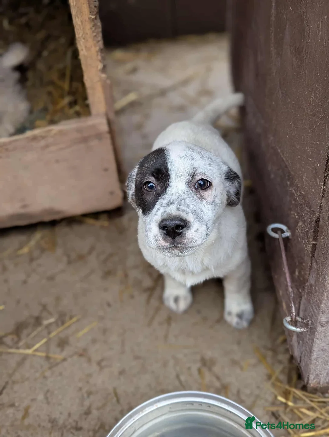 Mixed Breed dogs for adoption: Patch 🤎 - Advert 1