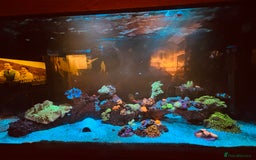 Other/Mixed Breed fish for sale: Marine Tank and Full Set Up  - Image 1