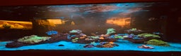 Other/Mixed Breed fish for sale: Marine Tank and Full Set Up  - Advert 1