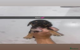 Mixed Breed dogs for sale: Dachshund x Jack Russell  - Image 11