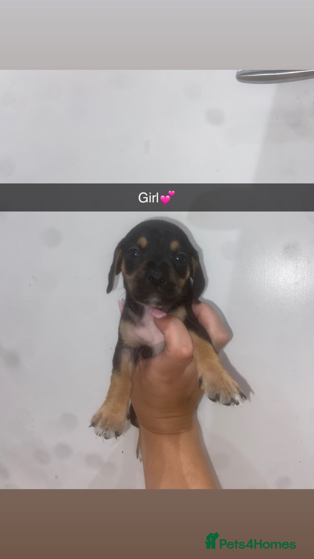 Mixed Breed dogs for sale: Dachshund x Jack Russell  - Image 11