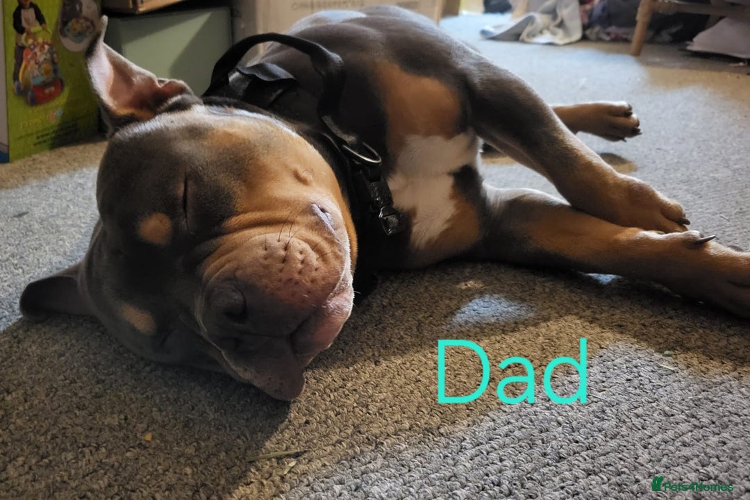 Mixed Breed dogs for sale: Staffordshire Bull Terrier Puppies-Female and Male in Bridgwater - Image 16