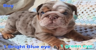 English Bulldog dogs - Advert 8