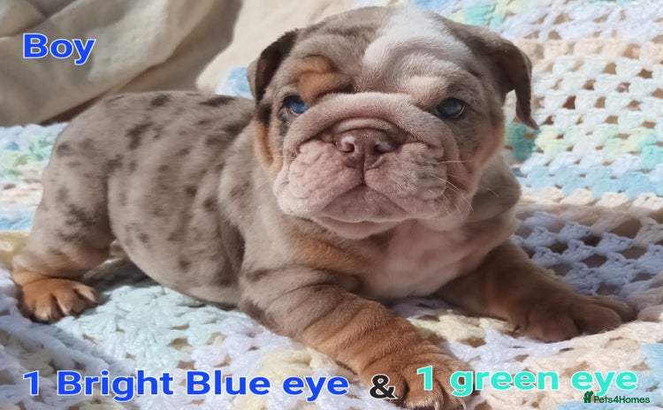 English Bulldog dogs - Advert 2