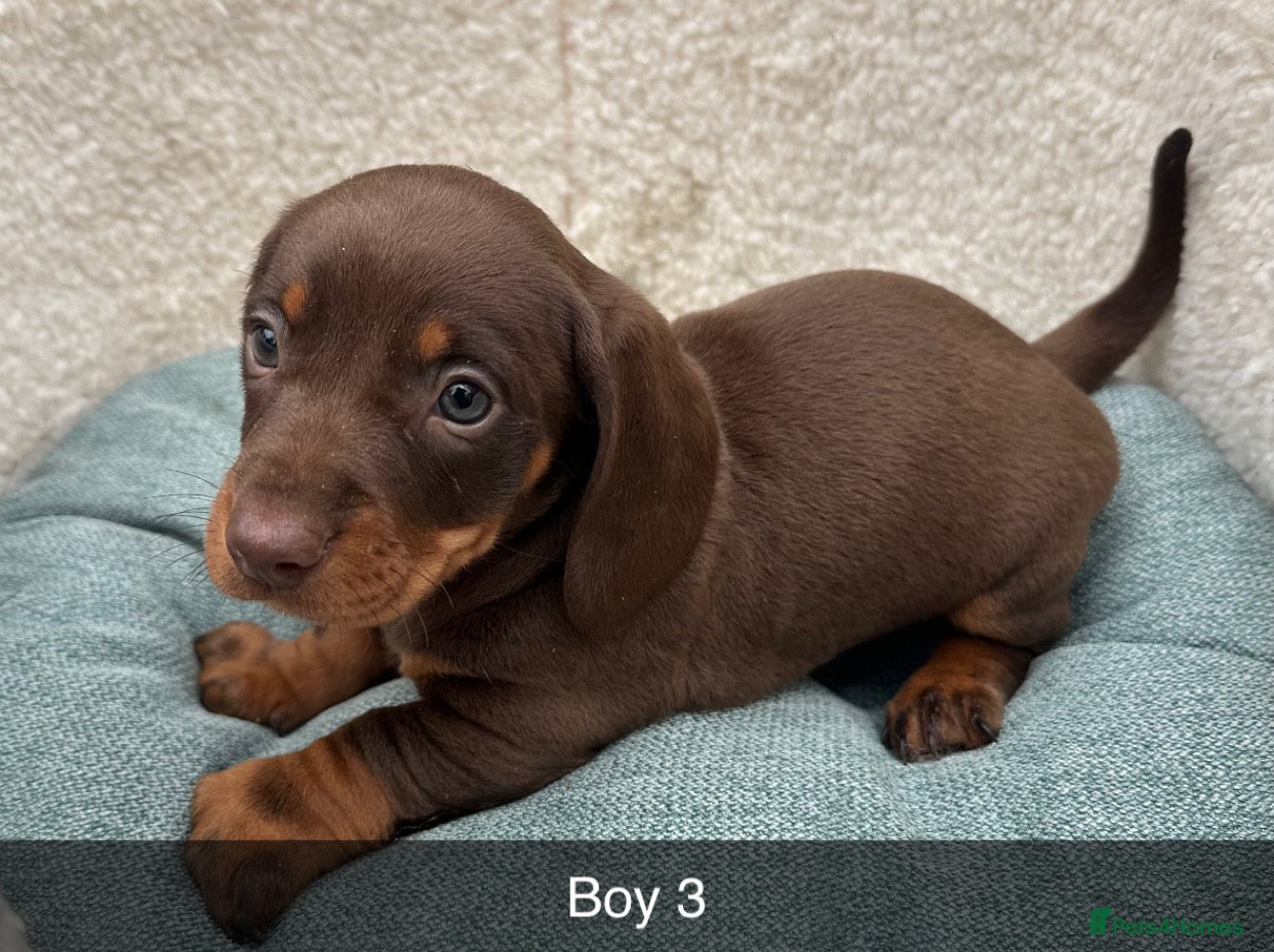 Dachshund dogs Beautiful Dachshund puppies  - Advert 2