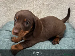 Dachshund dogs Beautiful Dachshund puppies - Advert 2