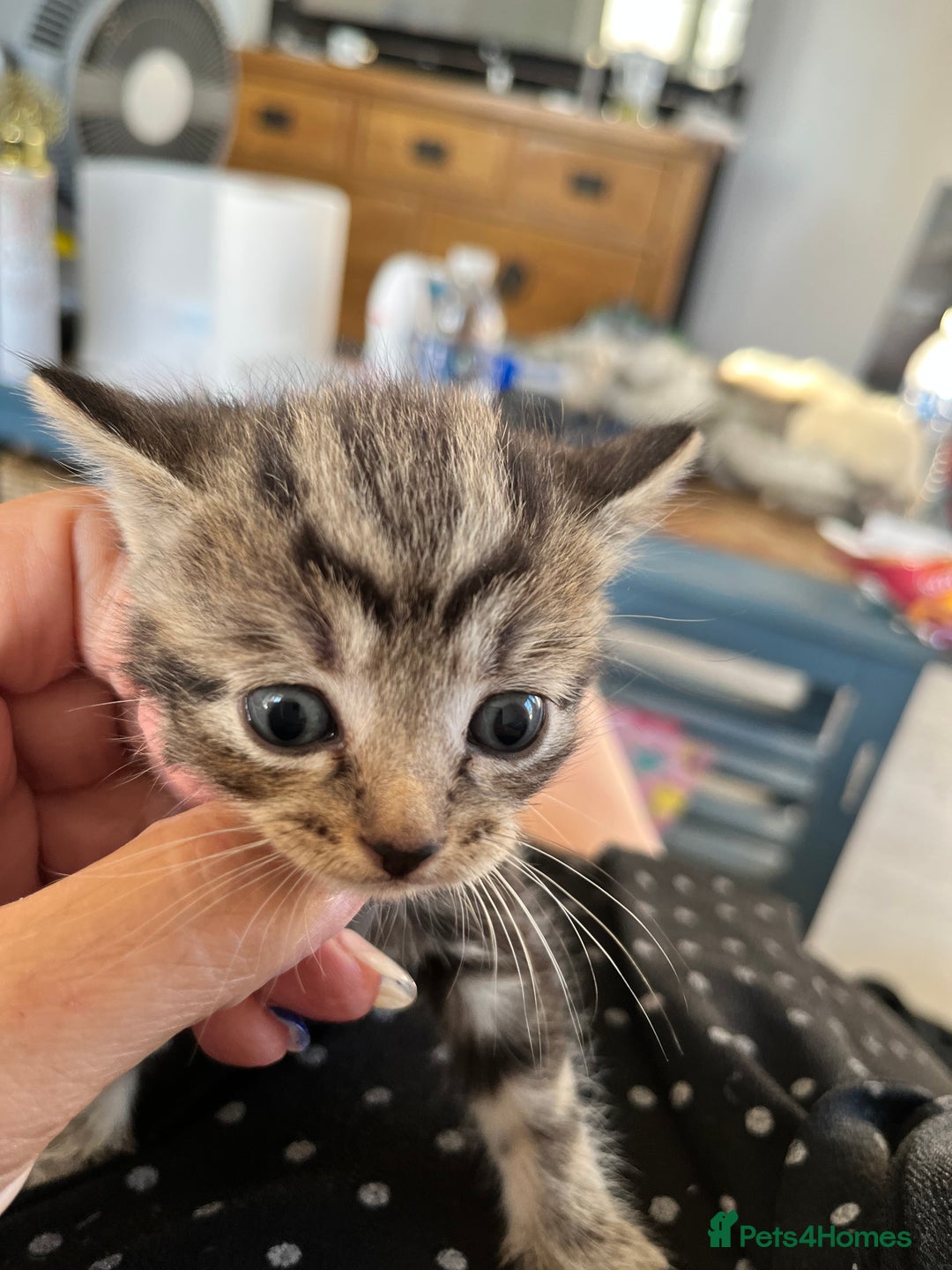 Mixed Breed cats for sale: Kittens for sale  - Image 5