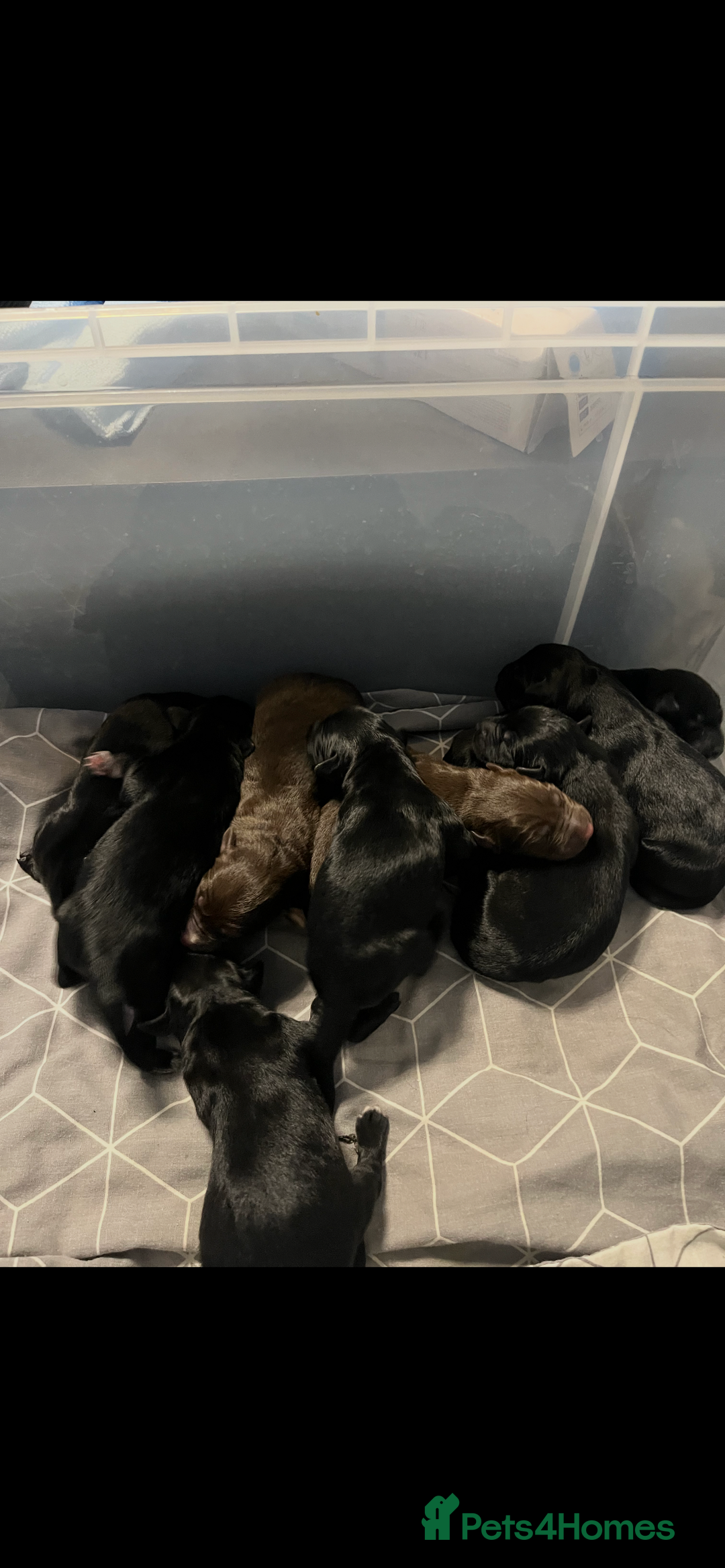 Mixed Breed dogs for sale: Belgian Shepherd x Goldador Puppies  - Advert 14