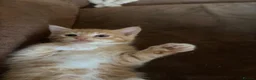 Mixed Breed cats for sale: Little of three kittens  - Advert 13