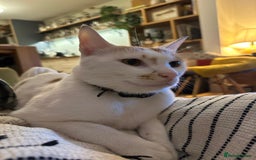 Mixed Breed cats for adoption: HUNK -INTELLIGENT- ALPHA BOY - IN PRIME CONDITION  - Image 3