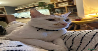 Mixed Breed cats - Advert 7