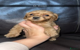 Cockapoo dogs for sale: Miniature cockapoo puppies - Image 20
