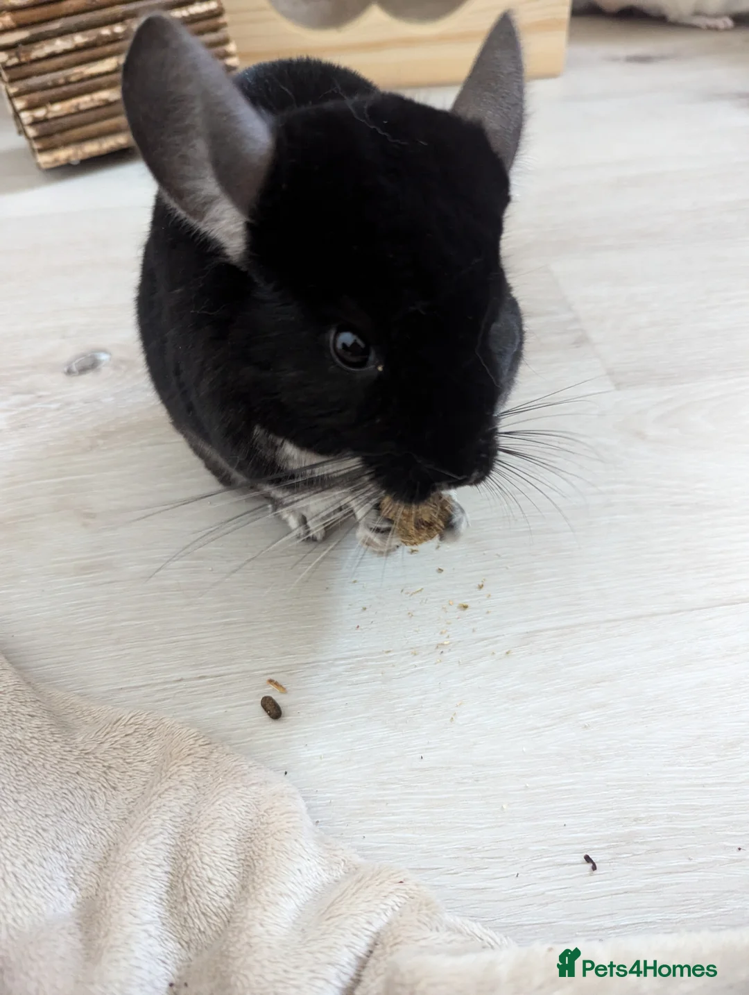 Chinchilla rodents for sale: Two Male Chinchillas with Cage and Set-Up - Advert 11