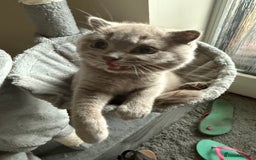 Scottish Fold cats for sale: Scottish Fold - Image 16