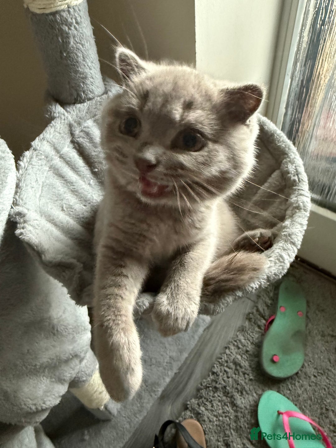 Scottish Fold cats for sale: Scottish Fold - Image 16