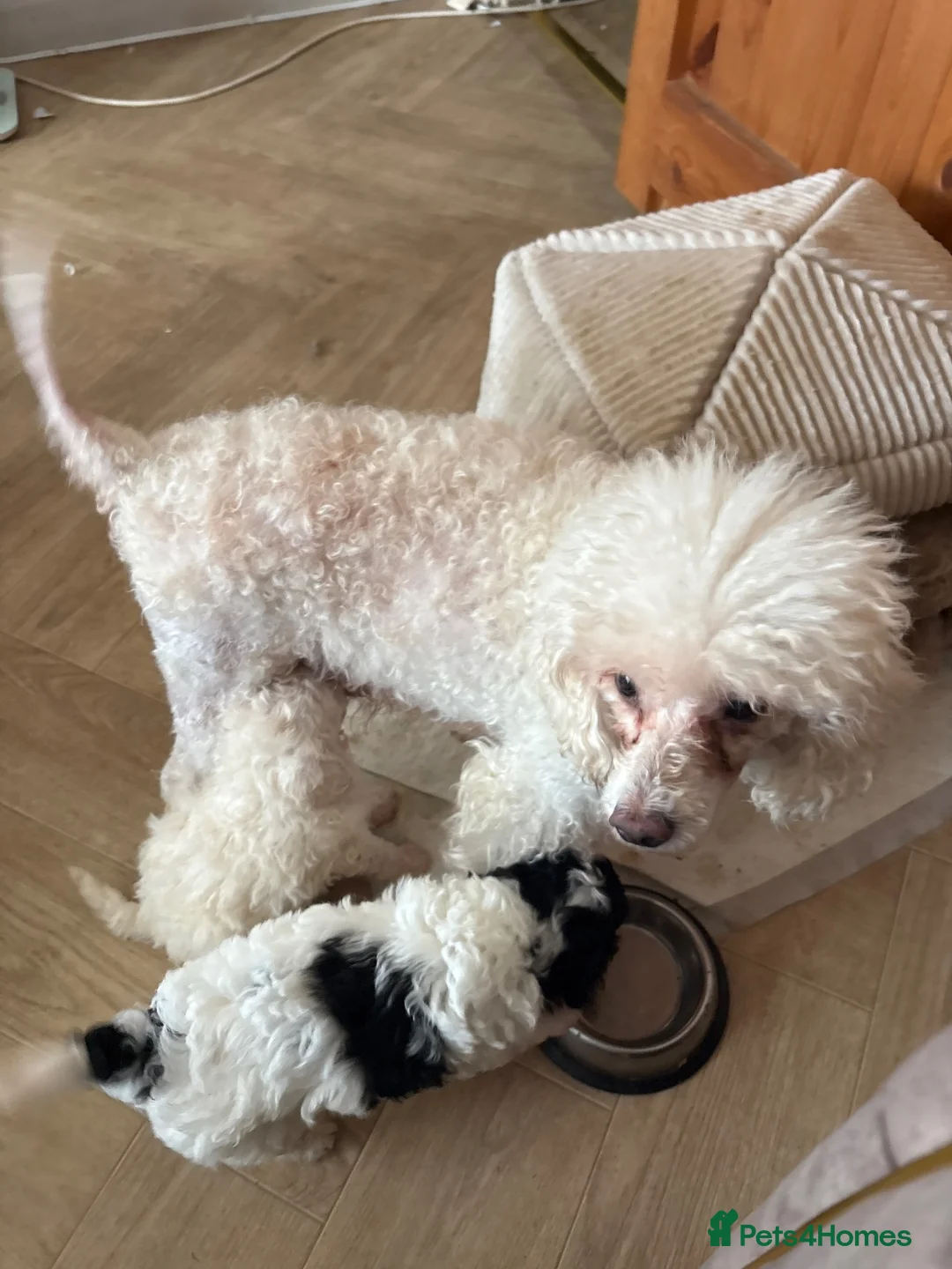Toy Poodle dogs for sale: Toy poodle Puppys  - Advert 2
