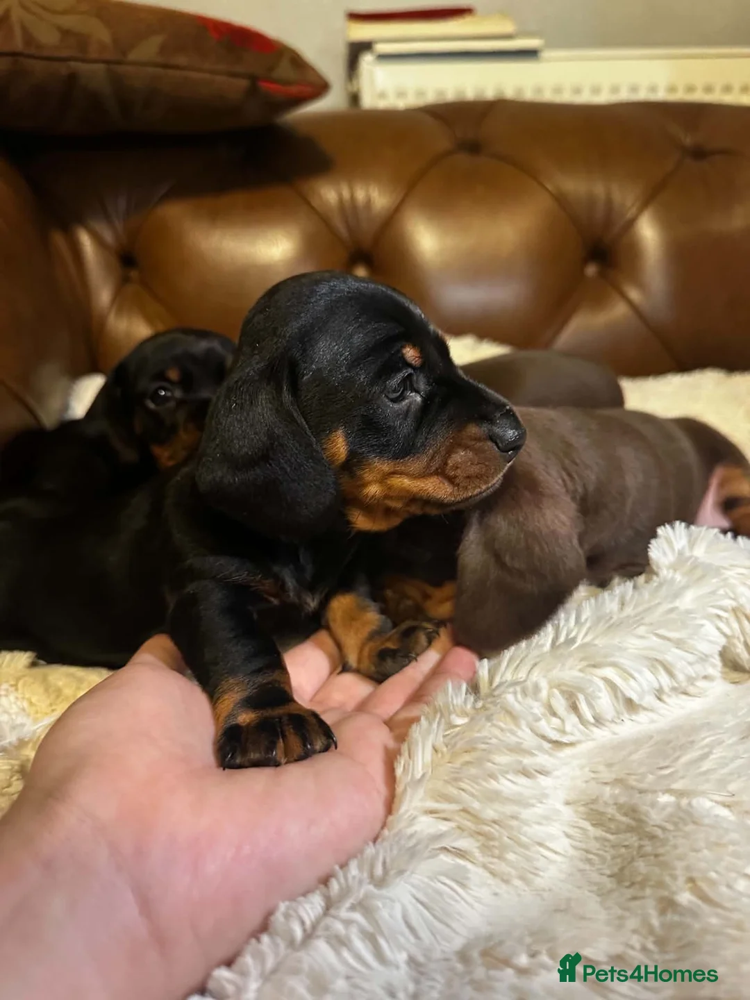 Miniature Dachshund dogs for sale: Super Sweet Mini Dachshund💛 - Advert 7