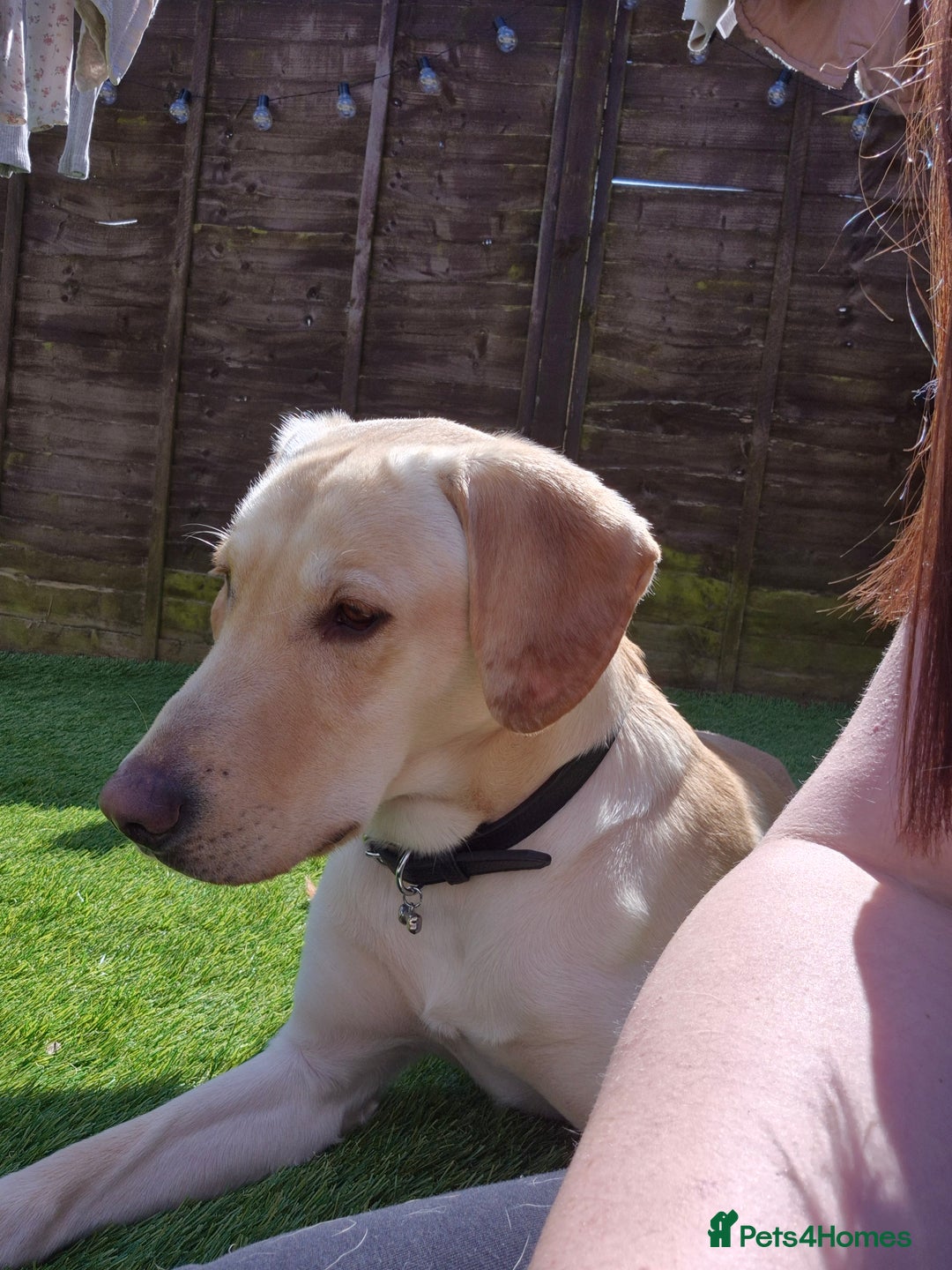 Labrador Retriever dogs for sale: Male labrador  - Advert 4