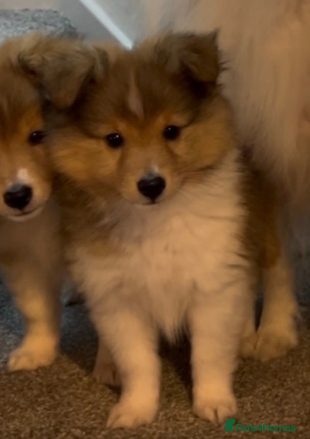 Shetland Sheepdog dogs Shetland sheepdog sable and white  - Advert 4