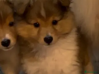 Shetland Sheepdog dogs Shetland sheepdog sable and white - Advert 4