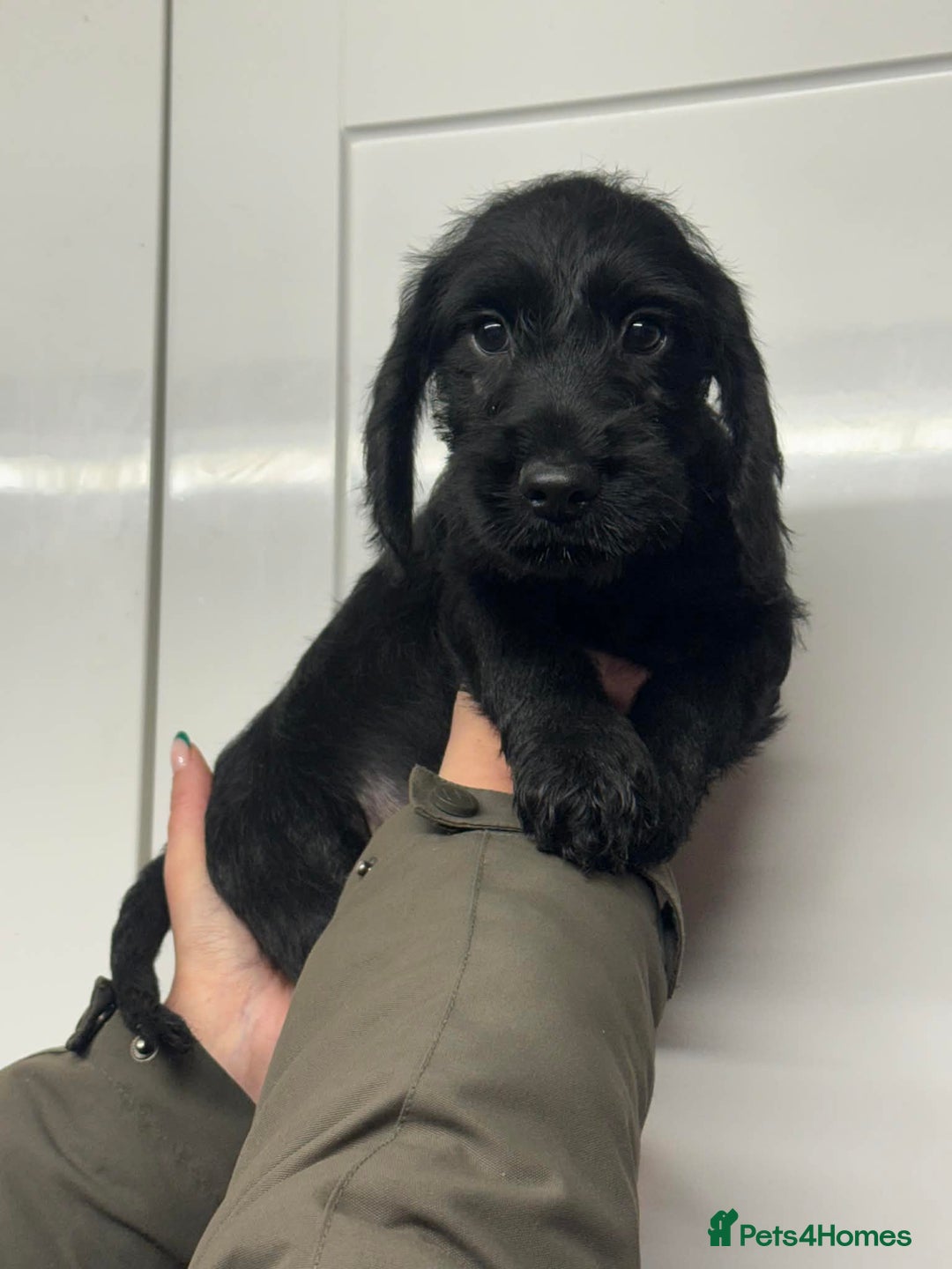 Mixed Breed dogs for sale: Adorable pups looking for new home  - Advert 10