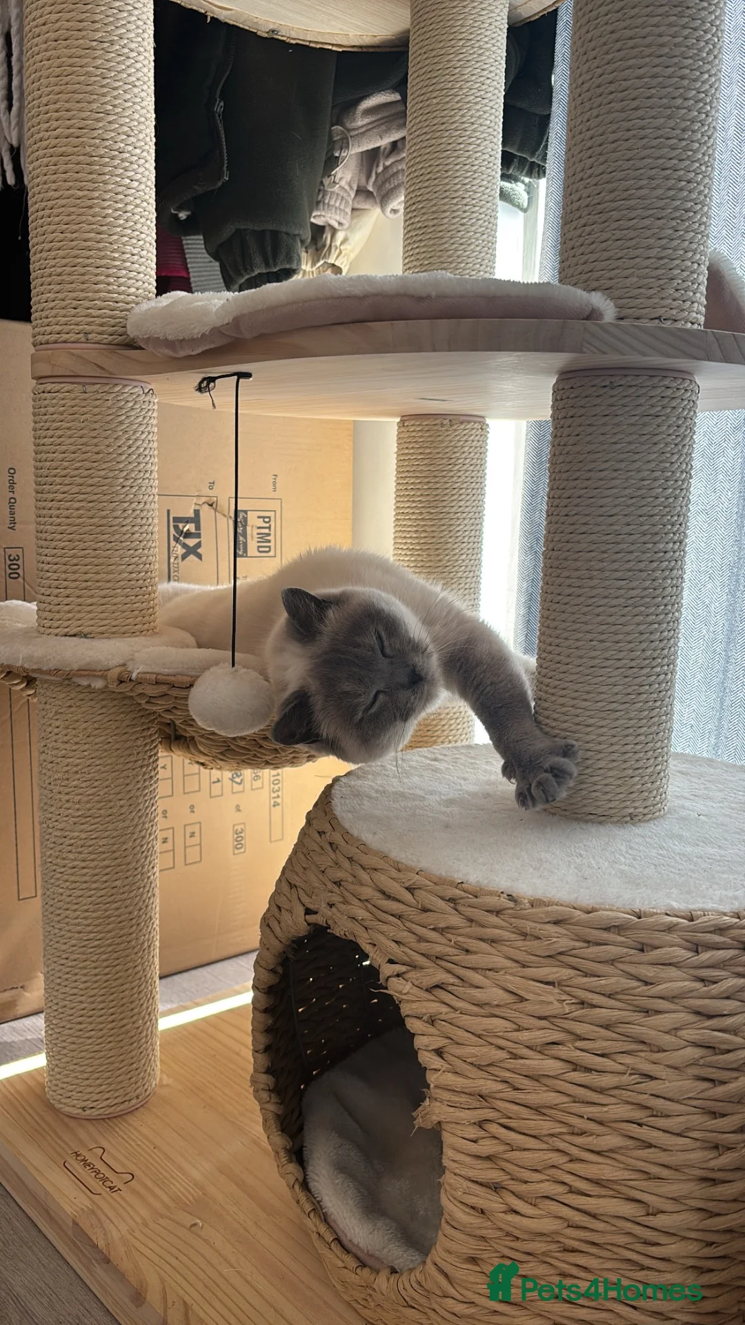 British Shorthair cats for sale: British shorthair colour point  - Advert 4